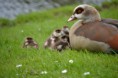 /album/fotogalerij/heemtuin07-05-14-191-jpg/